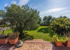Villa Olive Tree