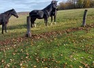 FeWo unter Reet am Wald Rügen