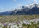 Ferienwohnung Alpenblck