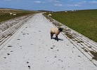 FeWo Deichblick OG am Jadebusen/Nordseeküste