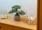 Ferienwohnung Krabbe