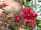 Friesenwind - Hochwertige Ferienwohnung mit Gartenoase