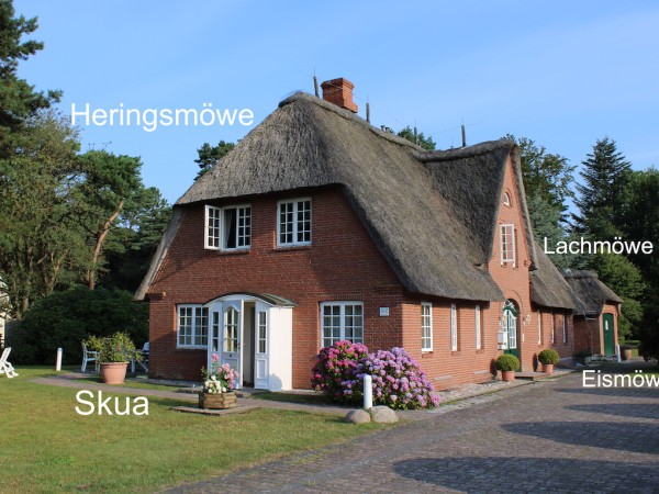 Heringsmöwe