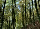 Schwarzwald Appartment Herrischried mit Balkon