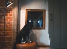 Ferienhaus Guck in den Stall