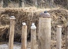 Fewo 29 Ostseestern
