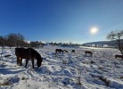 Ferienhaus Guck in den Stall