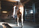 Ferienhaus Guck in den Stall