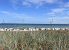 NEUE LIEBE HAFFKRUG 2