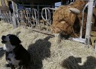 Zum Reetdachhaus am Haff  Möwennest