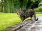 Friesenwind - Hochwertige Ferienwohnung mit Gartenoase