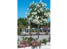 Feriendorf  Francesco Holiday Home Green Oak