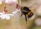 Ferienhaus Honey Bee