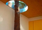 Casa Pinola
