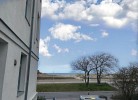 Silbermöwe