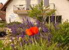 Grasfrosch - Balkon mit Landblick