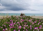Feriendorf Le Tamerici Mobilehome Capri