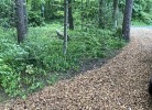 Kiefernhäuschen