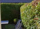 Inselblume 38 - Zentrale Ferienwohnung in Burg mit Garten