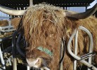 Zum Reetdachhaus am Haff  Möwennest