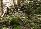 Ferienhaus Wald &