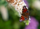 Friesenwind - Hochwertige Ferienwohnung mit Gartenoase