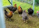 Friesenwind - Hochwertige Ferienwohnung mit Gartenoase
